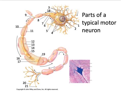 Motor Neuron Diagram Quizlet