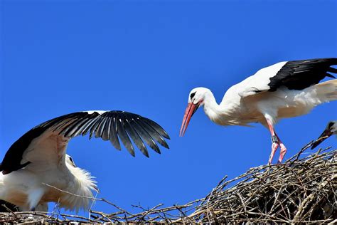 Storch Fliegen Fl Gel Kostenloses Foto Auf Pixabay