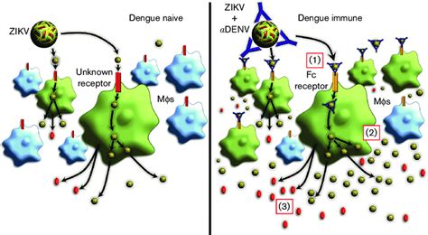 Graphical Abstract Of Ade Of Zikv By Dengue Antibodies Left Panel Download Scientific Diagram