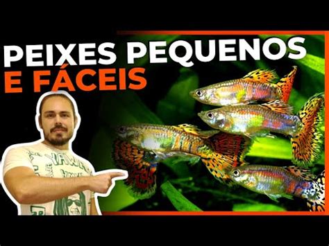 TOP 5 PEIXES FÁCEIS E PEQUENOS PARA AQUÁRIOS Mr Betta YouTube