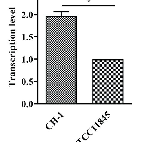 Transcription Of LptD In R Anatipestifer CH 1 And ATCC11845 RNA Was