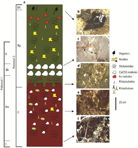 Detailed Stratigraphic Column And Micromorphological Features Of The