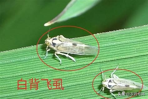 「冒穿」的稻飛虱，打藥一遍又一遍，咋就這麼難？ 每日頭條