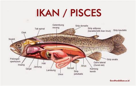 Gambar Anatomi Ikan Bandeng 49 Koleksi Gambar