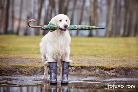 Dicas Para Passear Cachorros Em Dias De Chuva Sa De