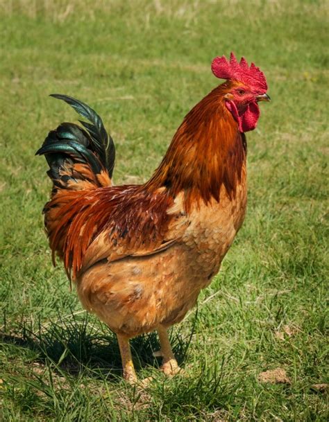 Rhode Island Red Chicken Breed Information and Photos | ThriftyFun