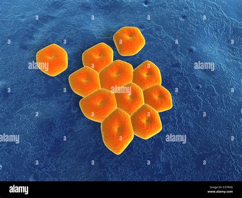 acinetobacter high resolution stock photography  images alamy