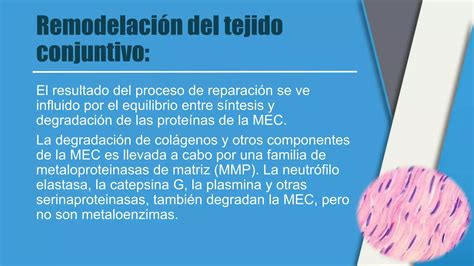 Inflamacion granulomatosa Patología PPT