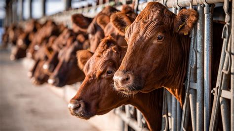 Usda Releases Packers And Stockyards Act Final Rule On Competition To