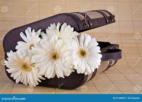 White Gerber Daisies In Vintage Suitcase Stock Image Image Of Petals