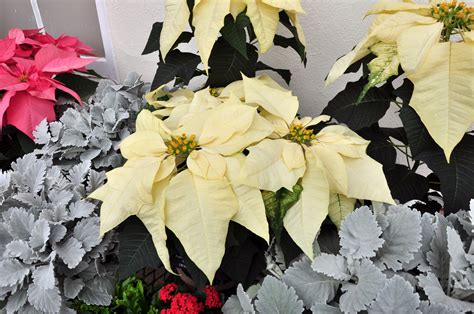 FLOR DE NATAL Euphorbia pulcherrima Poinsétia Cuidar e Mais