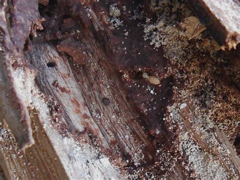How To Store Firewood To Avoid Termites Timber Gadgets