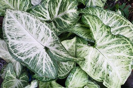 14 Caladium Varieties to Bring Maturity Back Home - Worst Room