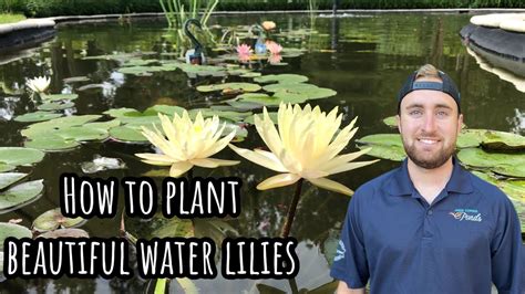 How To Plant Water Lilies Youtube