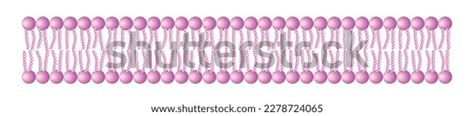 Phospholipid Bilayer Structure Single Layer Medical Stock Vector ...