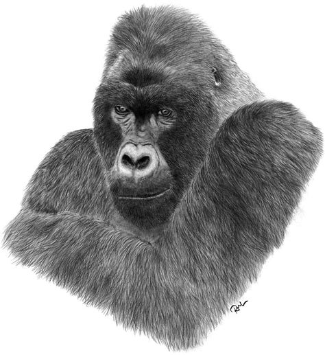 Baby Silverback Gorilla Drawing Trosaccount