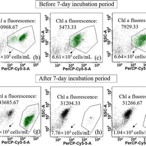 Concentrations Of Extracellular Mc Lr Intracellular Mc Lr And Total