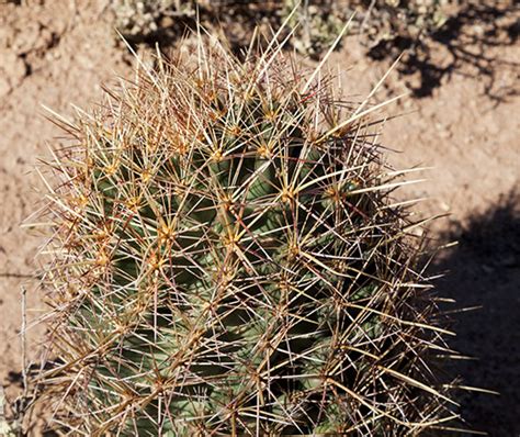 Needle Spine Pineapple Cactus Needle Spine Cactus Echinomastus