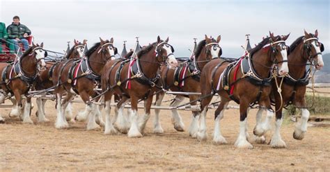 Budweiser Clydesdales