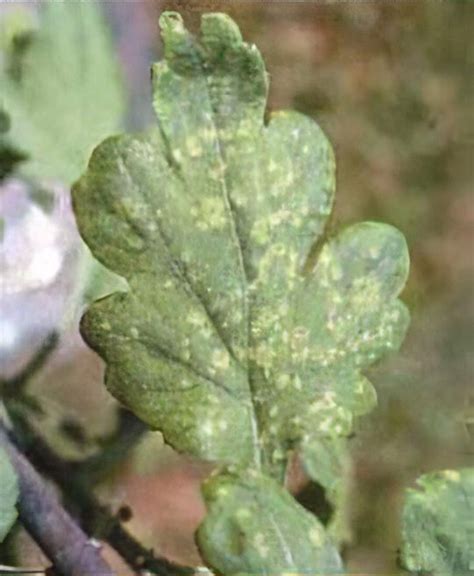 Chrysanthemum White Rust