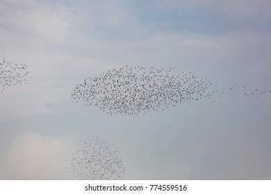 Starling Murmuration Formation Bird Prey Stock Photo 1005300835 | Shutterstock