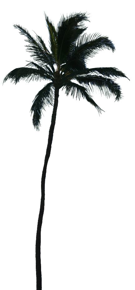 Palm Tree Vector Png Clip Art Library Images And Photos Finder