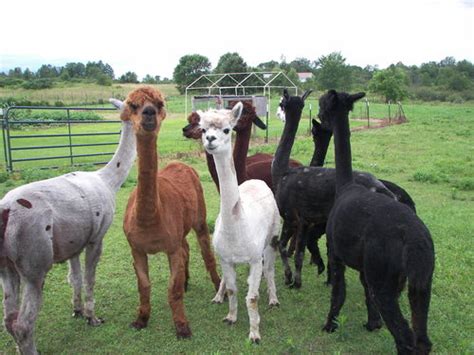 Openherd Florys Alpaca Farm Is An Alpaca Farm Located In Sandy Creek