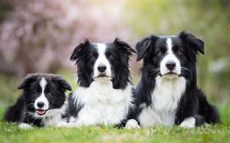 Border Collie Breeders Australia Border Collie Info And Puppies