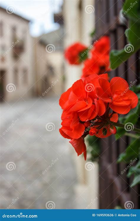 Flor De Geranio Rojo En La Cerca De Un Patio Con Un Camino De Aldea