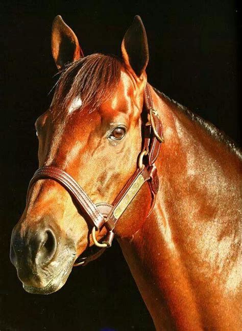 Ghostzapper | Throughbred horses, Beautiful horses, Pretty horses