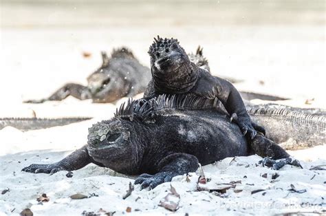 Fauna y flora de las Islas Galápagos: lo que no te debes perder en este ecosistema único