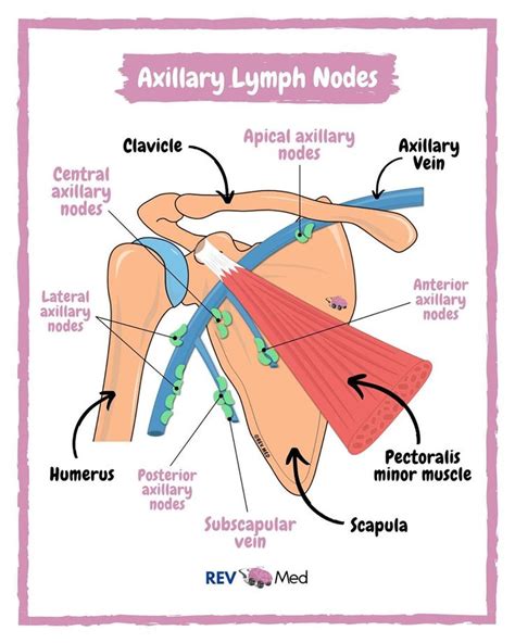 Diagram Of Axillary Lymph Nodes Pin On Breast