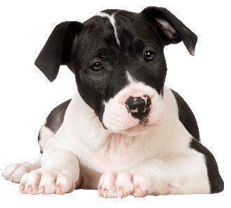 American Staffordshire Terrier - Training Course on American Staffordshire Terrier