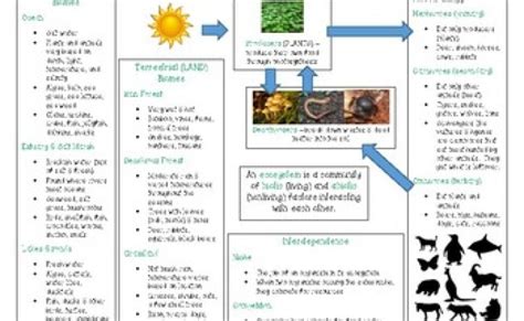 Ecosystem Anchor Chart Anchor Charts Ecosystems Chart Rainy Weathers