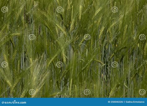 Gran Foco Selectivo De Campo De Trigo De Centeno De Trigo Verde Foto De