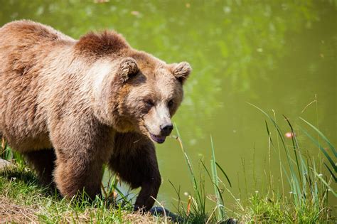 State Set To Sue Over Grizzly Bears Endangered Status Idaho Reports