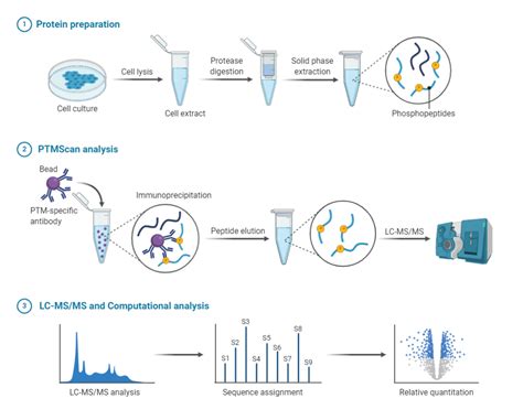 Ptmscan Workflow Biorender Science Templates