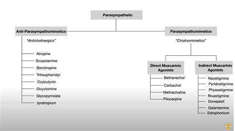 Autonomic Nervous System Pharmacology Receptors And Physiology