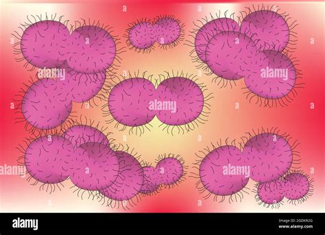 Neisseria Gonorrhoeae Imágenes Vectoriales De Stock Alamy