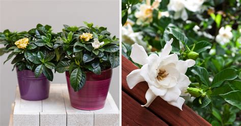 How To Grow And Care For Gardenia Plants