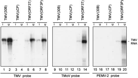 Northern Blot Hybridization Analysis Of Total Rna Isolated From