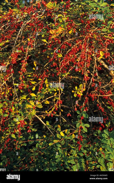 Berberis Thunbergii Japanese Barberry Hi Res Stock Photography And