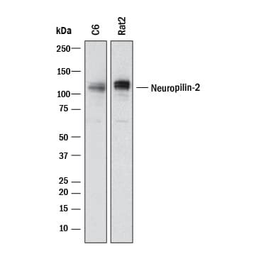 Neuropilin Antibody R Unconjugated Mab R Novus Biologicals