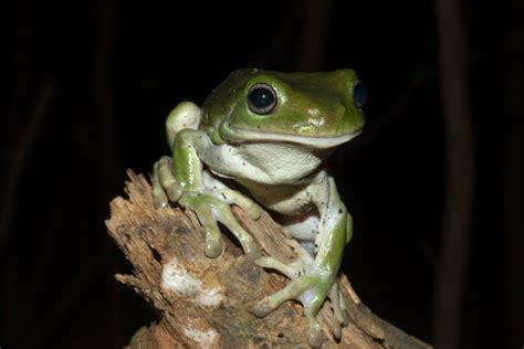 Fear Of Frogs: Causes, Symptoms, Overcoming - PsychoTreat