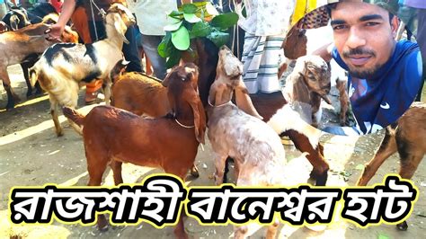 উন্নত জাতের ছাগল কিনতে চাইলে এই ভিডিও টি দেখুনgoat বাচ্চা রাজশাহী