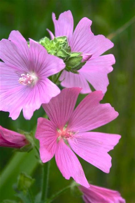 Mauve Musqu E Informations Fleurs Sauvage Du Qu Bec