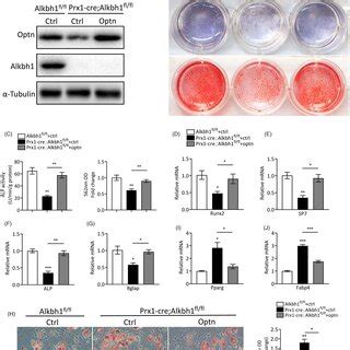 Loss Of Alkbh1 Inhibits The Transcription Of Optineurin A