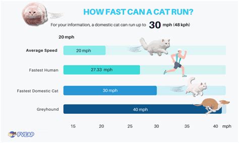 How Fast Can A Cat Run Depend On Age Breed Gender More