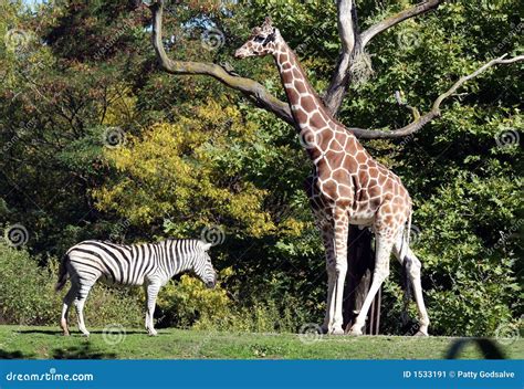 Zebra And Giraffe Mix