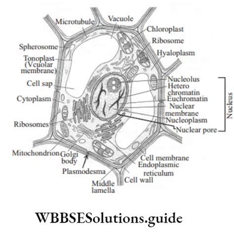 Neet Biology Class Chapter The Fundamental Unit Of Life Long